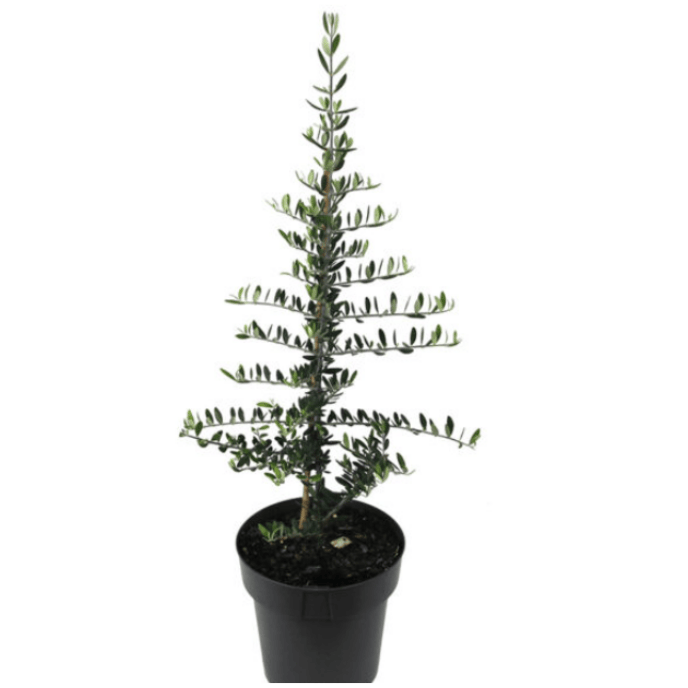 Olive Bambalina 20cm