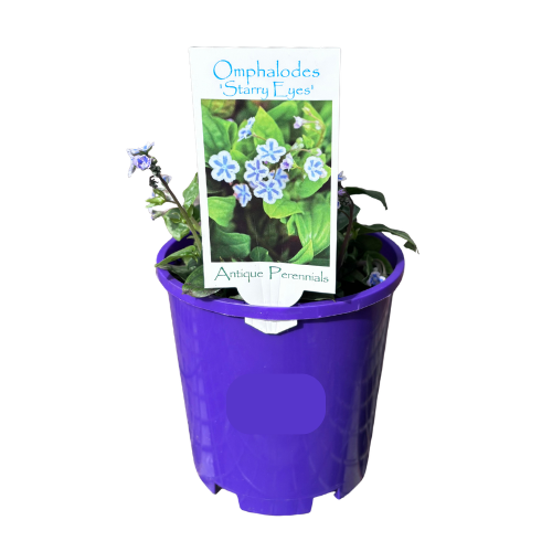 Omphalodes Starry Eyes 14cm