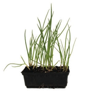 Onion Salad White punnet