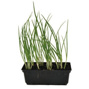 Spring Onion Punnet
