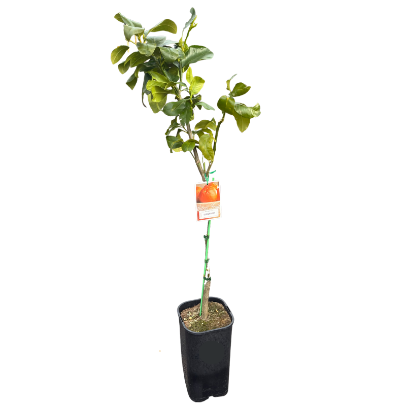 Orange Bergamot 17cm
