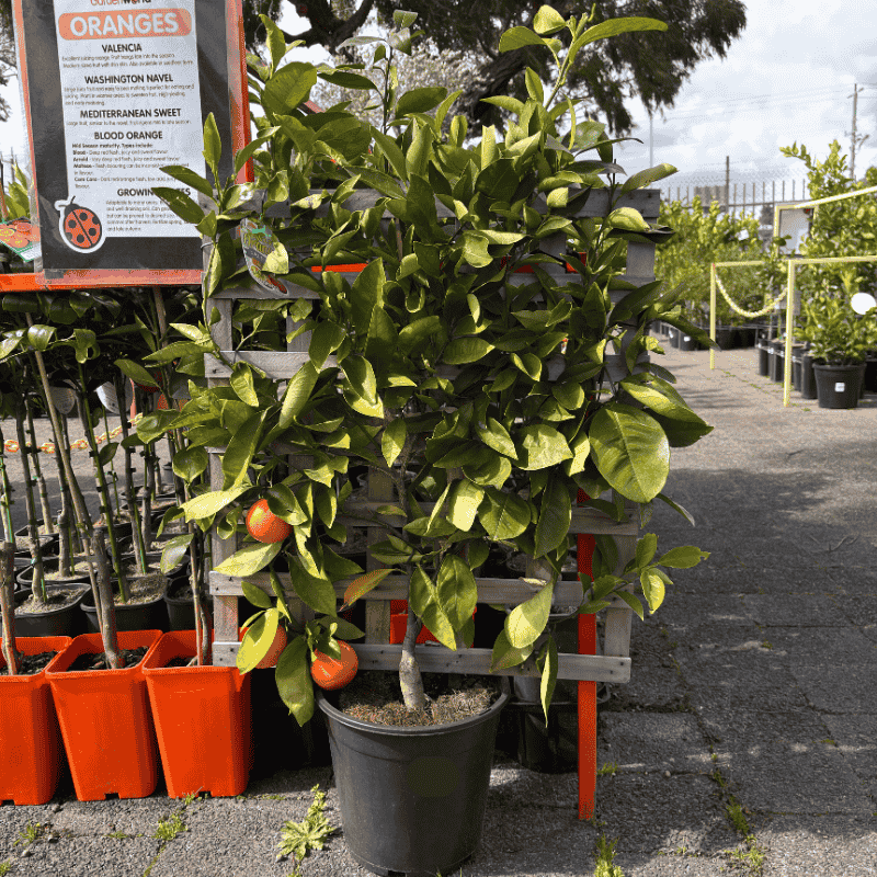 Orange Valencia Dwarf Espalier 25cm