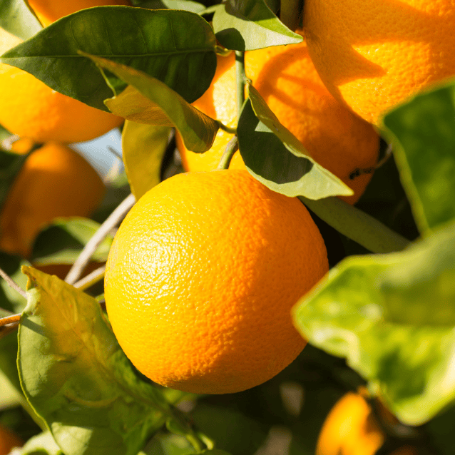 Orange 'Valencia' Dwarf 17cm