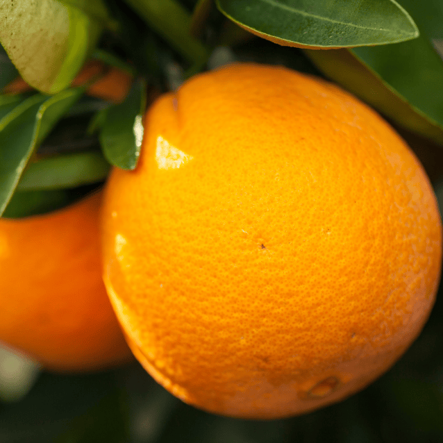 Orange 'Washington' Navel 17cm