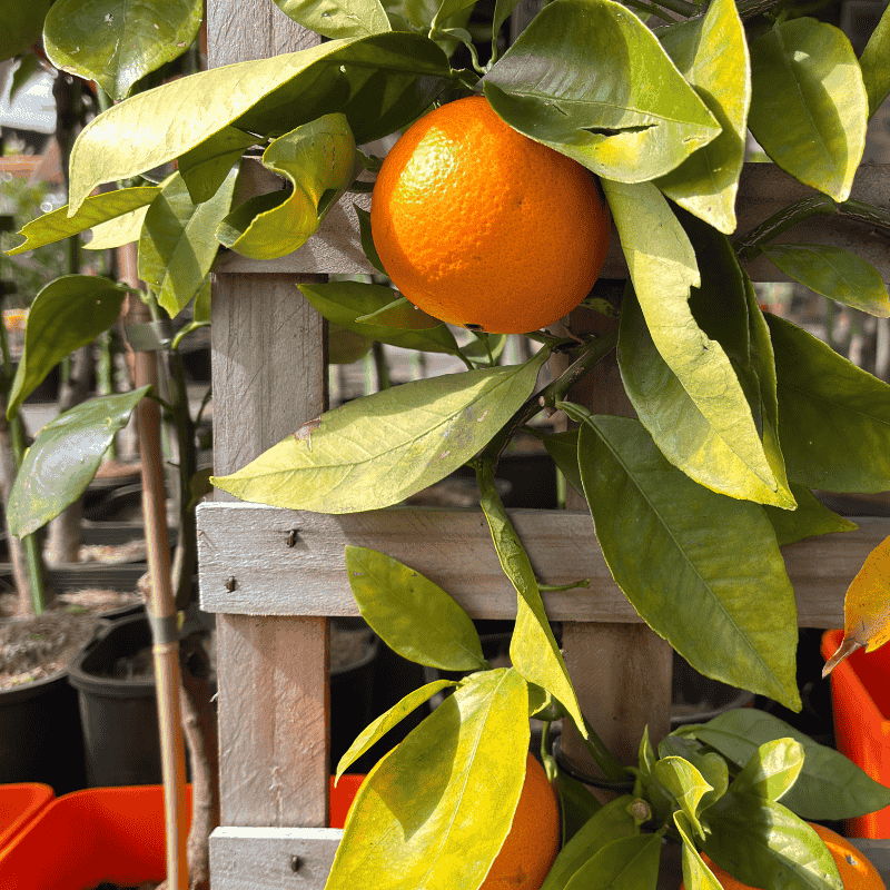 Orange Valencia Dwarf Espalier 25cm