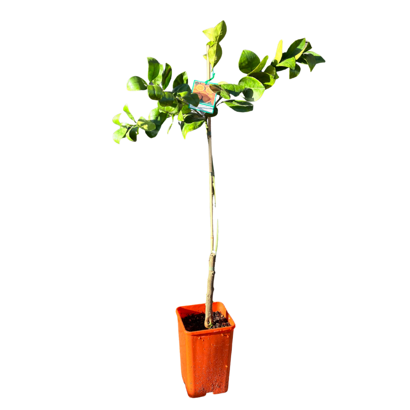 Orange 'Washington' Navel 17cm