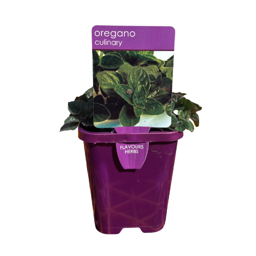 Oregano 10cm