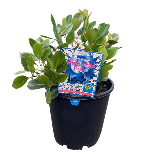 Rhaphiolepis Oriental Pearl 20cm_