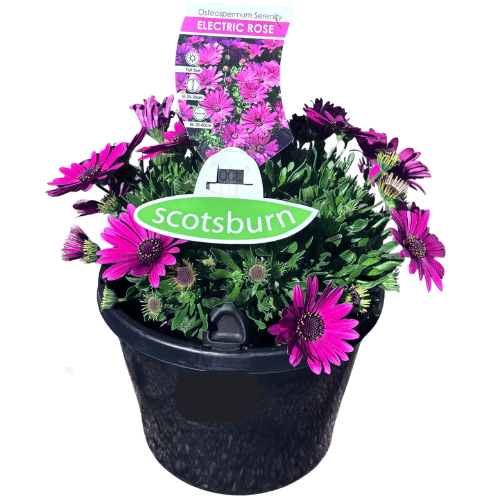 Osteospermum Serenity Electric Rose 20cm_