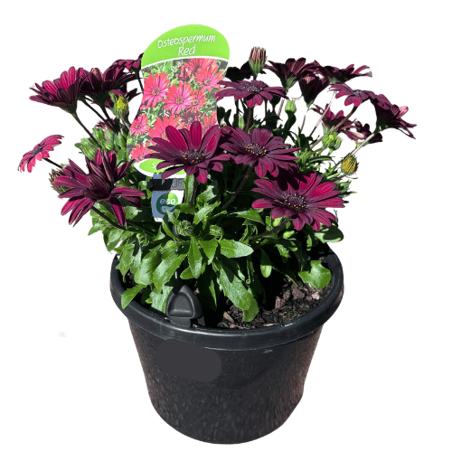 Osteospermum Red_20cm