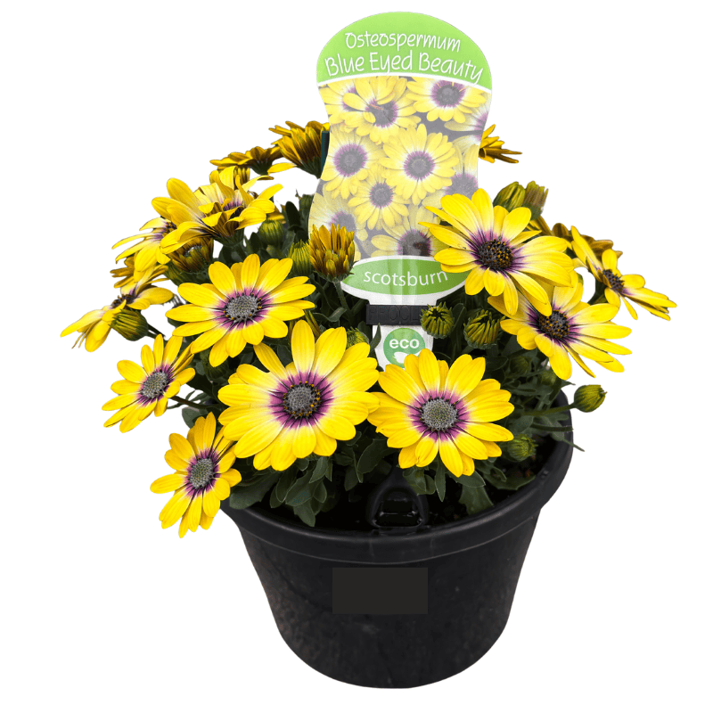 Osteospermum Assorted 20cm
