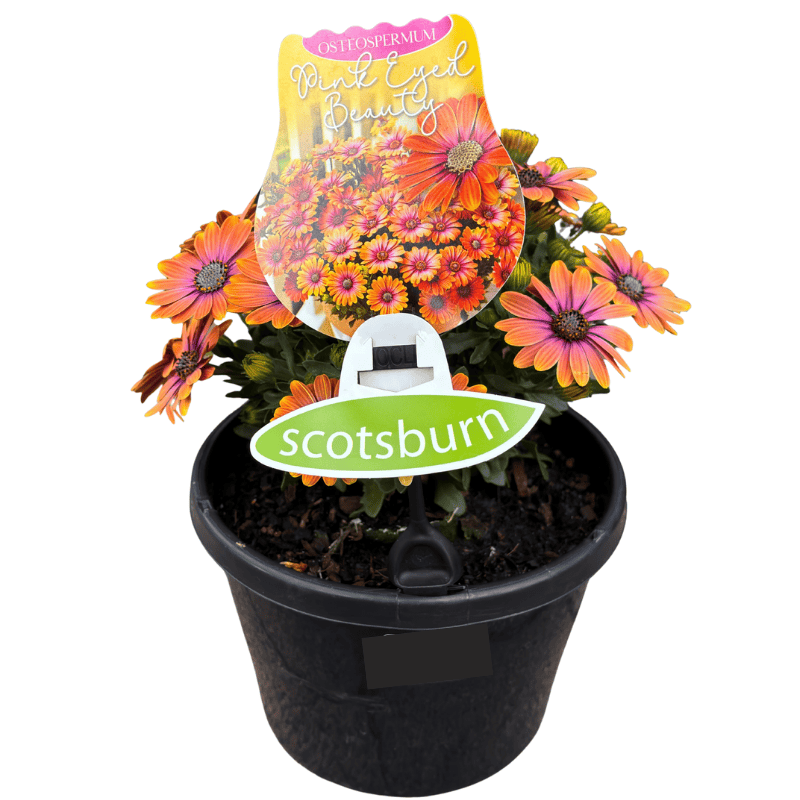 Osteospermum Assorted 20cm