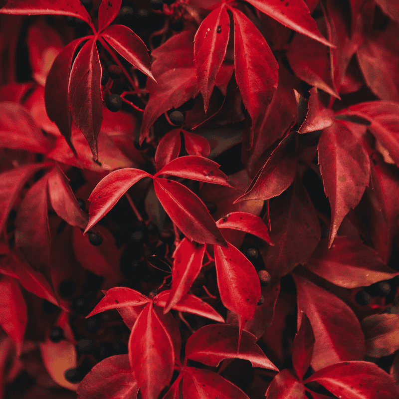 Parthenocissus henryana 20cm