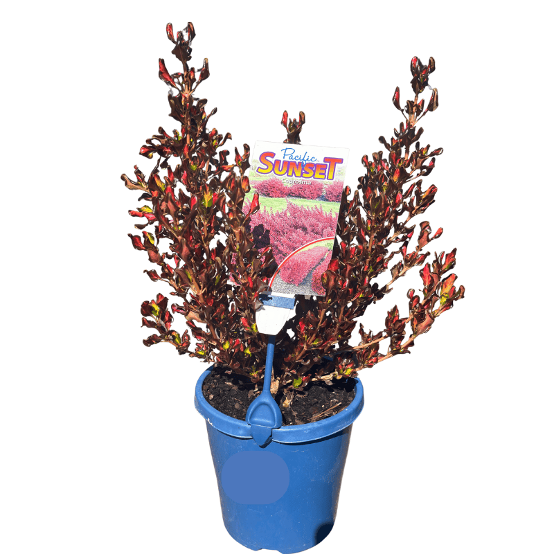 Coprosma Pacific Sunset 15cm