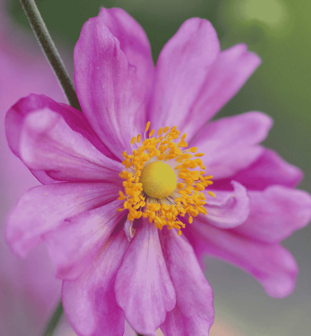 Anemone Pamina 14cm
