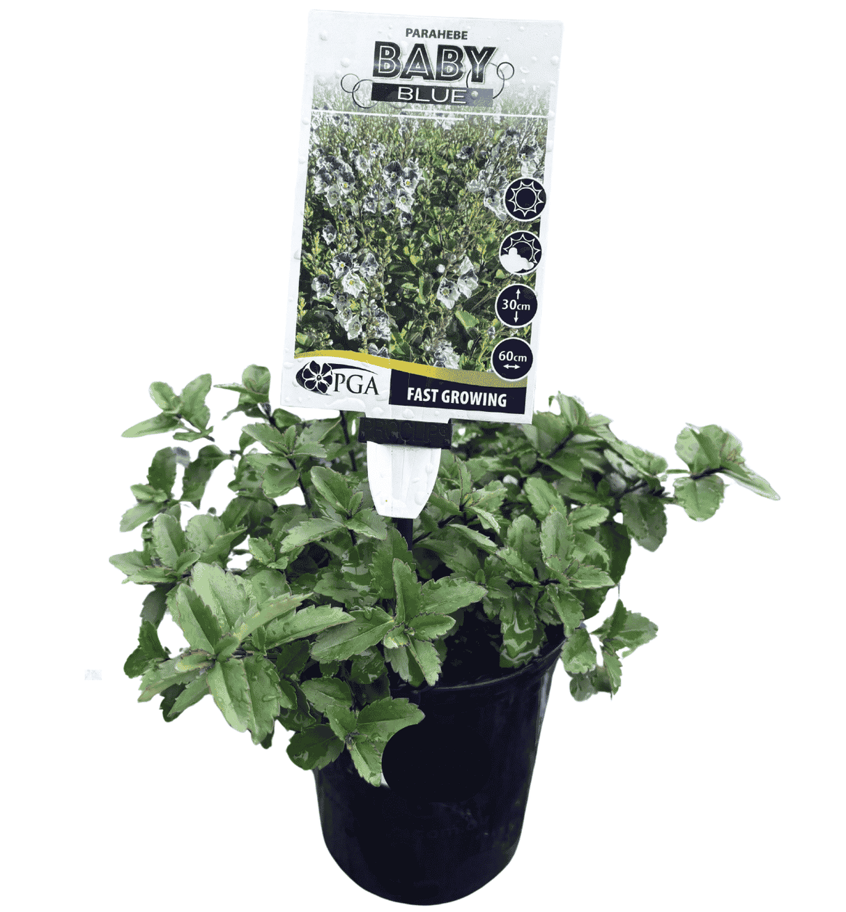 Parahebe Baby Blue 14cm