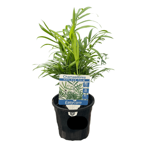Chamaedorea elegans 13cm
