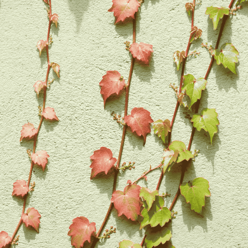 Parthenocissus Lowii 14cm