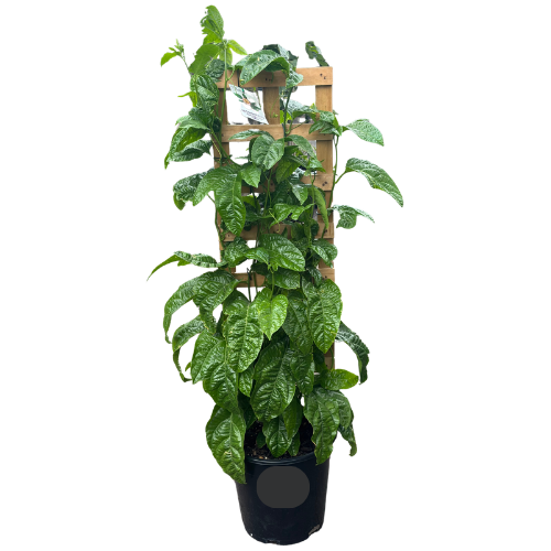 Passionfruit Black 25cm Espalier