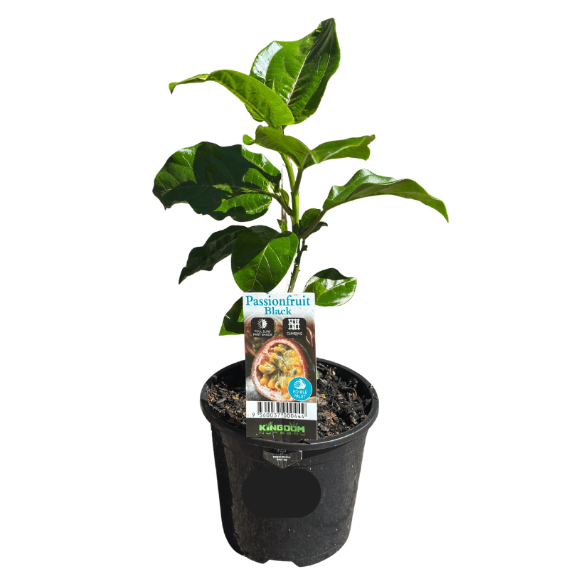 Passionfruit Black 13cm