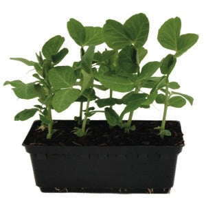 Snow Pea - Punnet