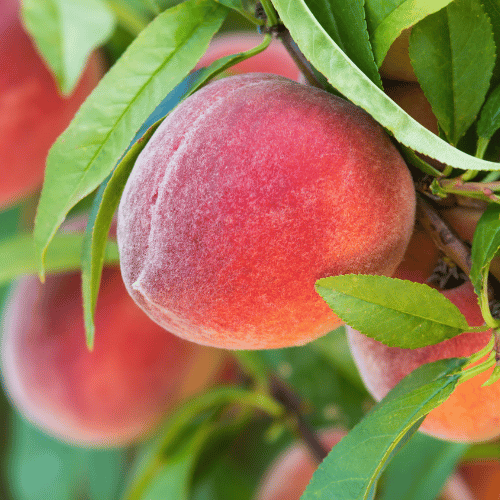 Peach Anzac Dwarf