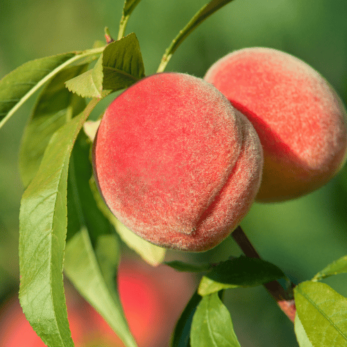 Peach Super Dwarf Sunset