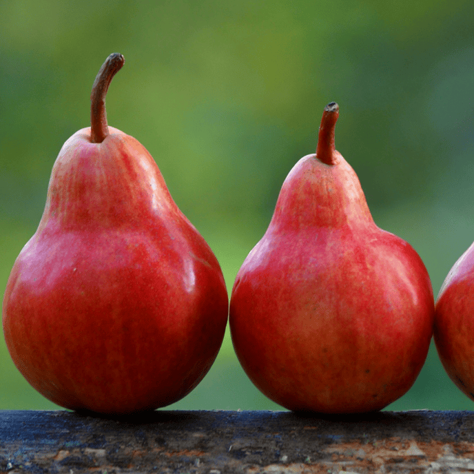 Pear 'Red Princess' Dwarf
