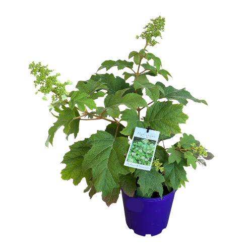 Hydrangea quercifolia Pee Wee 18cm