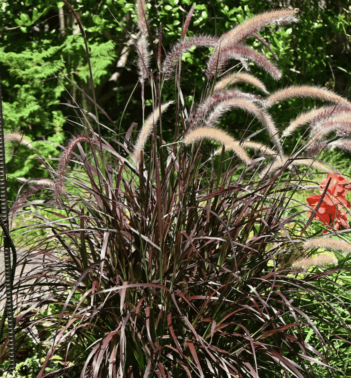 Pennisetum Little Plum Fountain 14cm