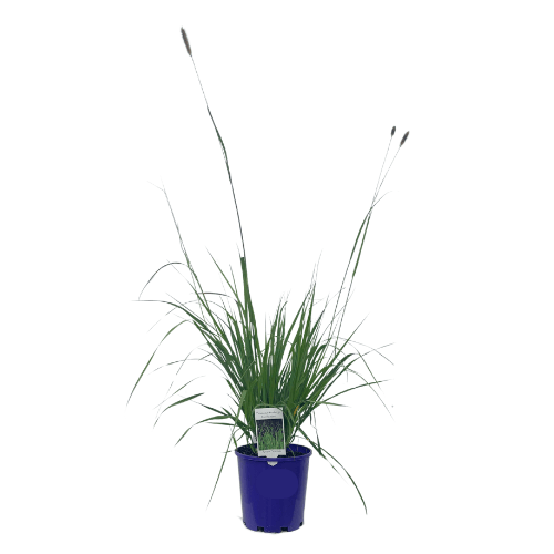 Pennisetum Red Buttons 18cm