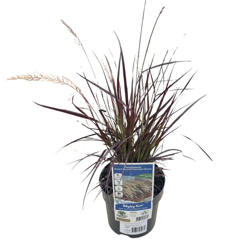 Pennisetum advena Rubrum 14cm