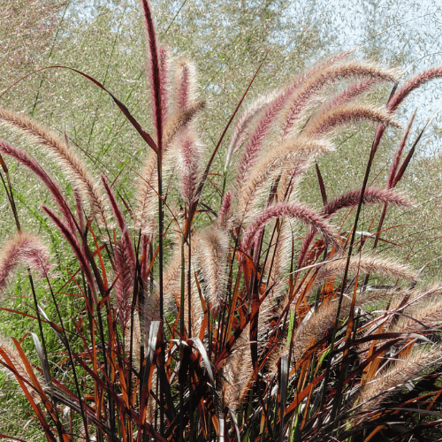 Pennisetum advena Rubrum 20cm