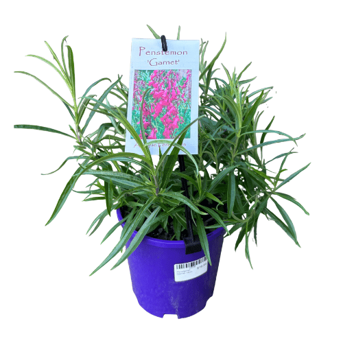 Penstemon Garnet 14cm