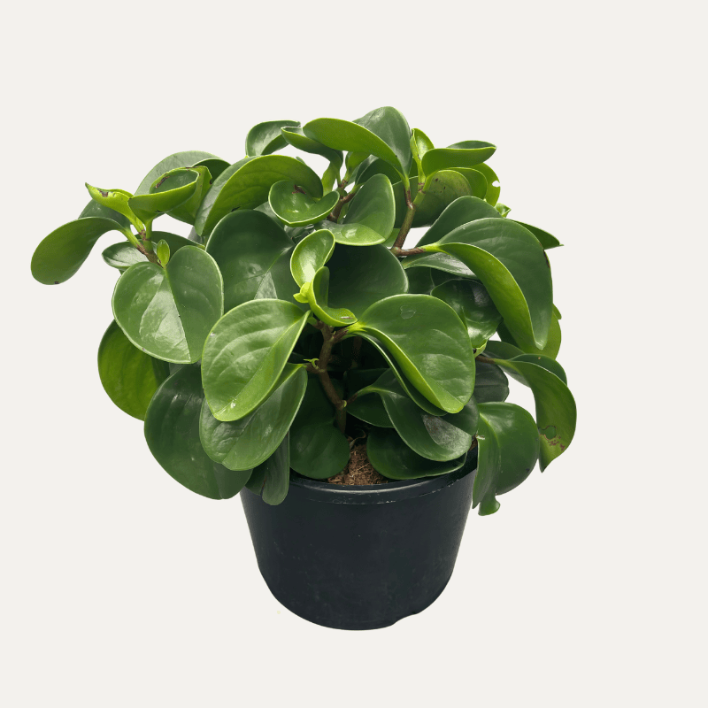 Peperomia Jade 20cm