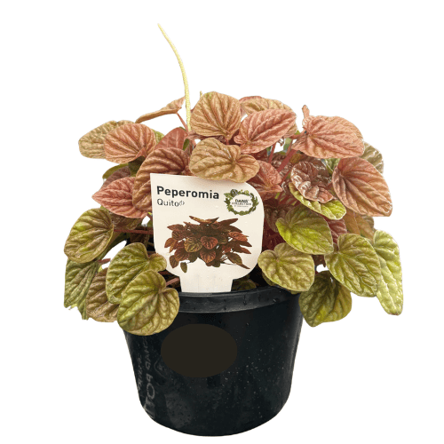 Peperomia Quito 18cm