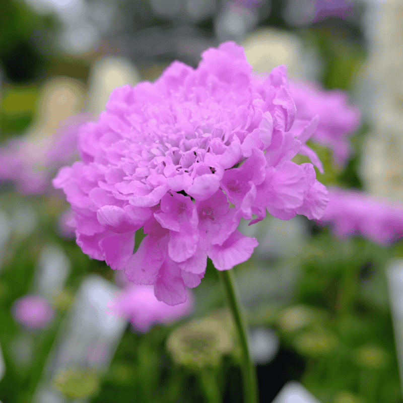 Scabiosa Powder Puff Perfection 14cm
