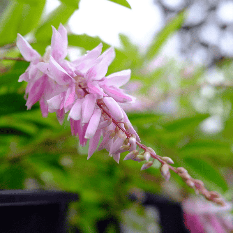 Indigofera 'Stupendulous Pink' 18cm