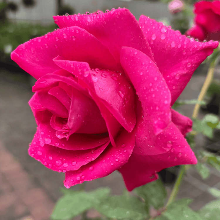 Rose Peter Frankenfeld 20cm Std 2ft