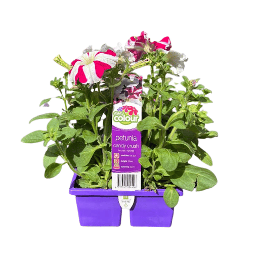 Petunia Candy Crush