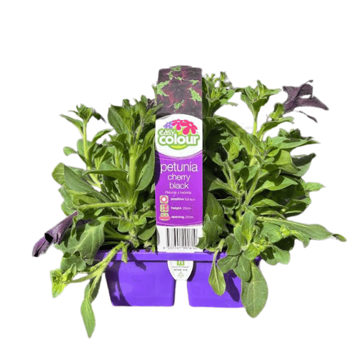 Petunia Cherry Black