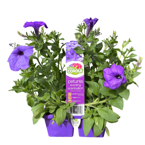 Petunia Evening Scentsation