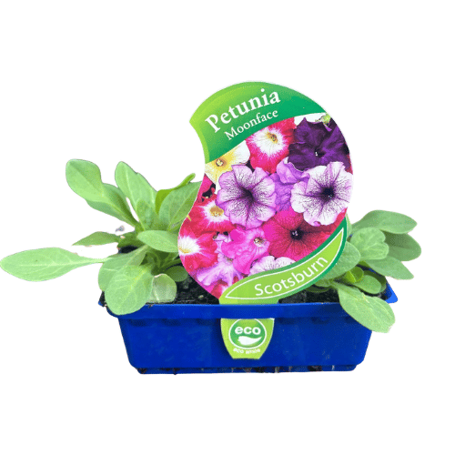 Petunia Moonface Great Scot