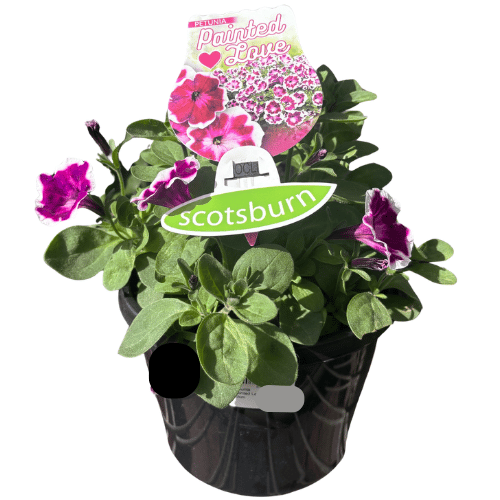 Petunia Painted Love 20cm