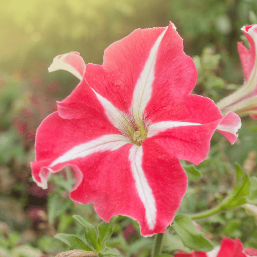 Petunia Rose Star