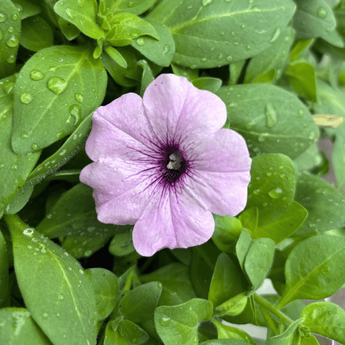 Petunia Spreading Silver