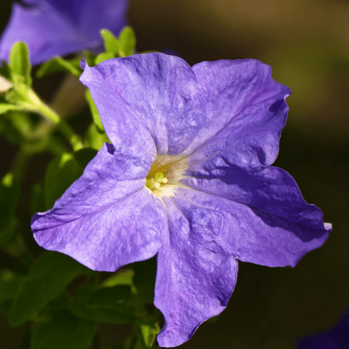 Petunia Spreading Blue