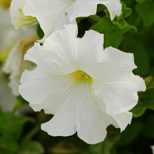 Petunia Spreading White