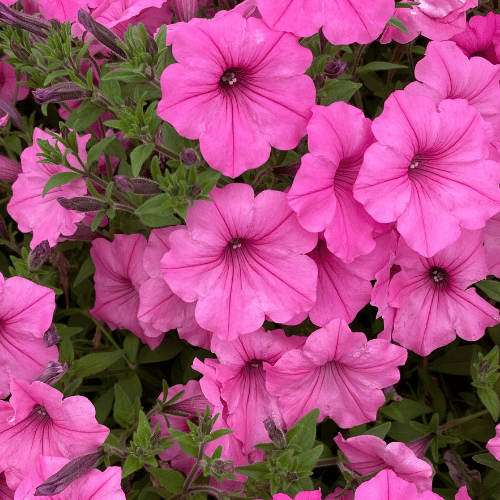 Petunia Supertunia Bubblegum 14cm