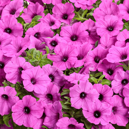 Petunia Supertunia Jazzberry 14cm